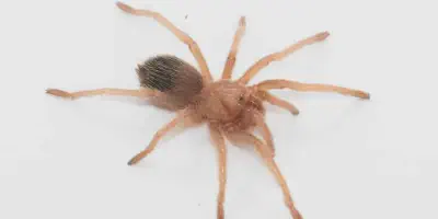 /img/22117-mexican-red-rump-tarantula-handling.webp