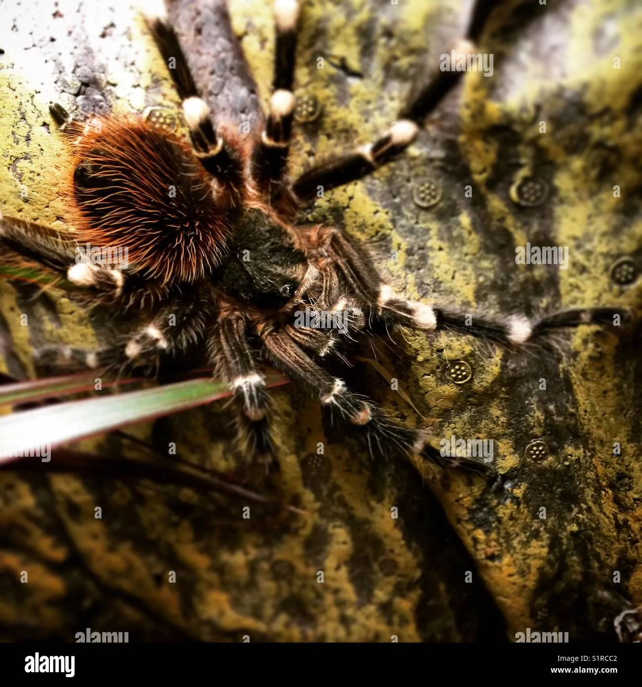 22118 feeding tarantula