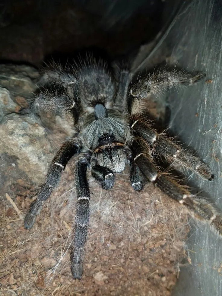 22118 tarantula enclosure