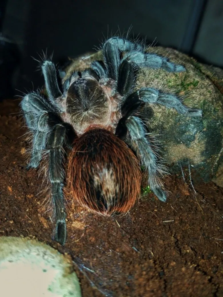 22118 tarantula handling