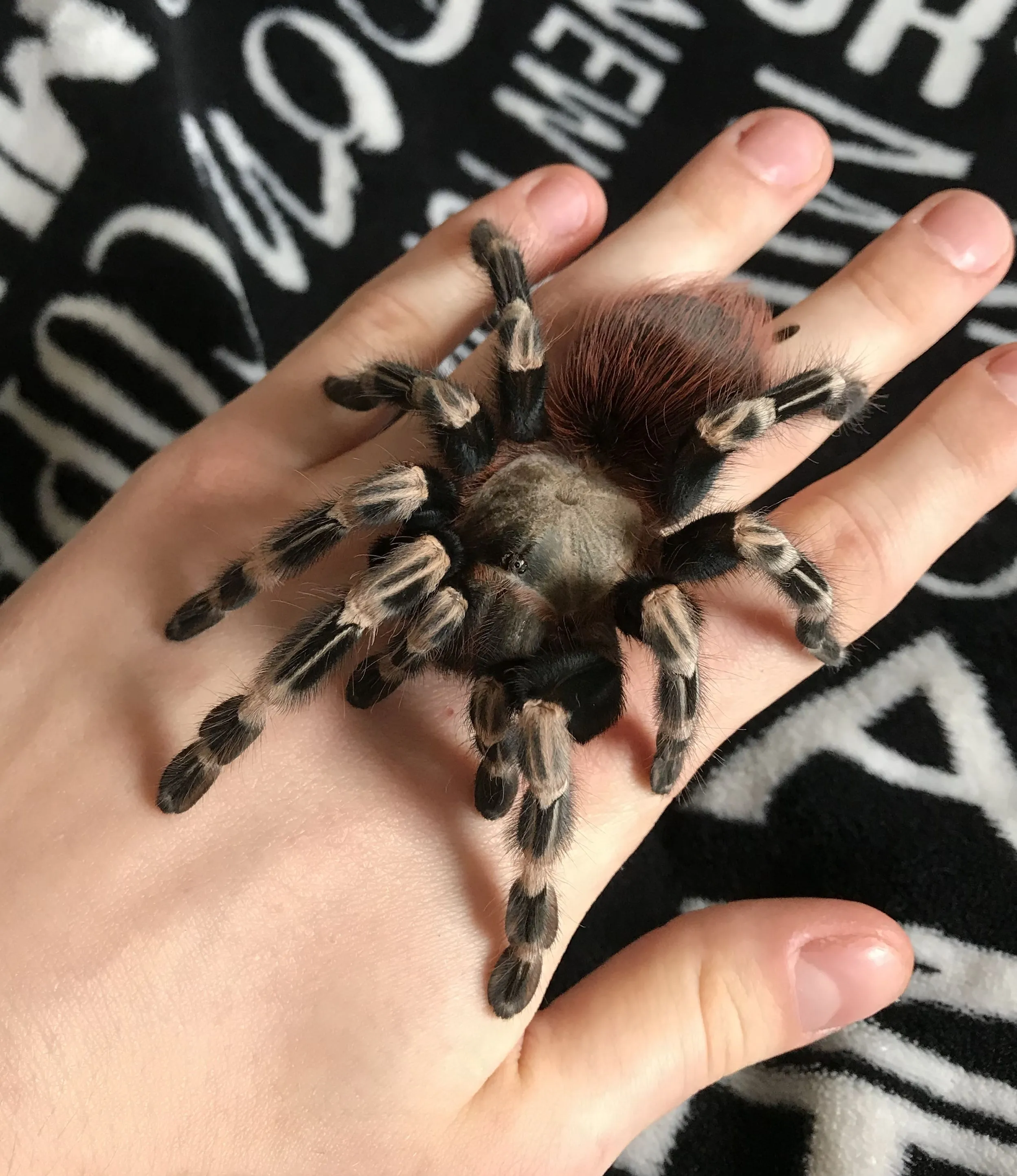 22118 tarantula health
