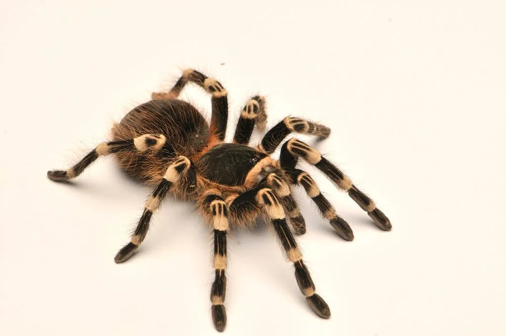 22118 tarantula in hand