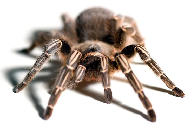 /img/22118-tarantula-sale-store.webp