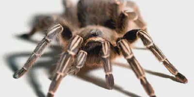 /img/22118-tarantula-sale-store.webp