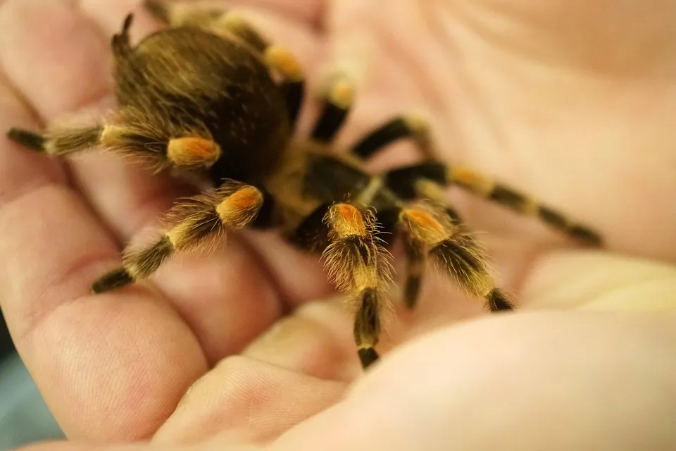 22118 tarantula species
