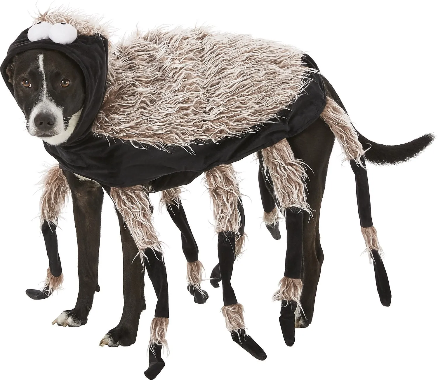 22122 social media tarantula dog