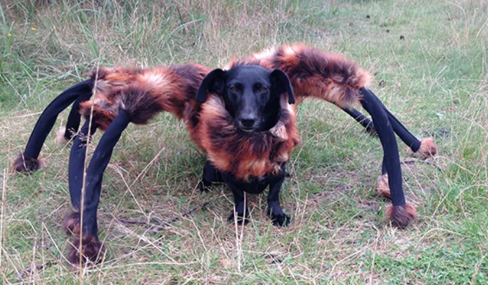 22122 tarantula dog setup
