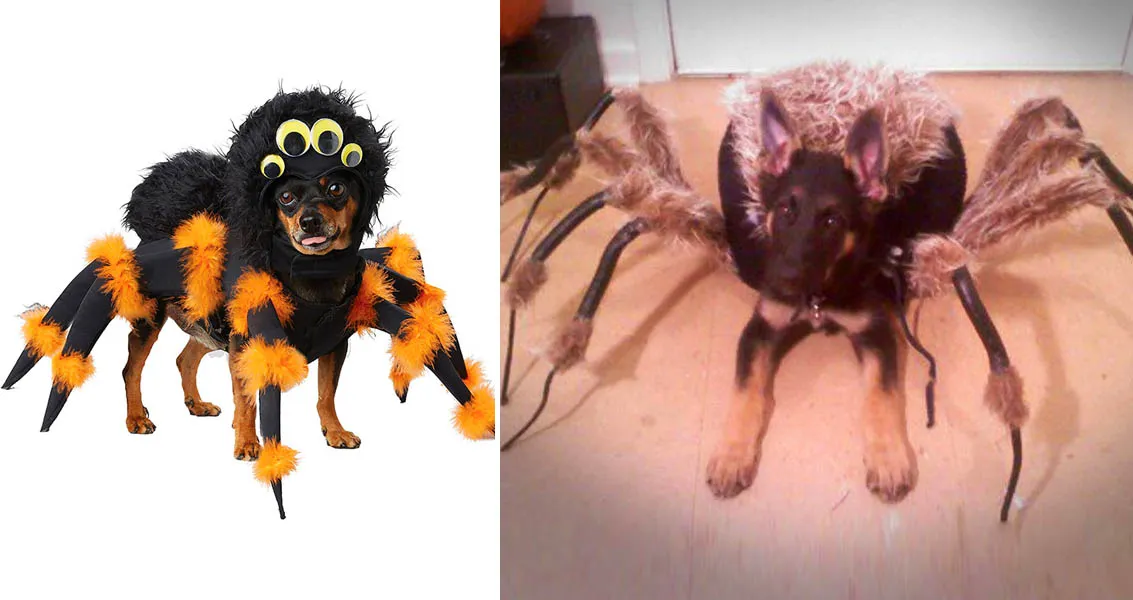 22122 tarantula dog video cover
