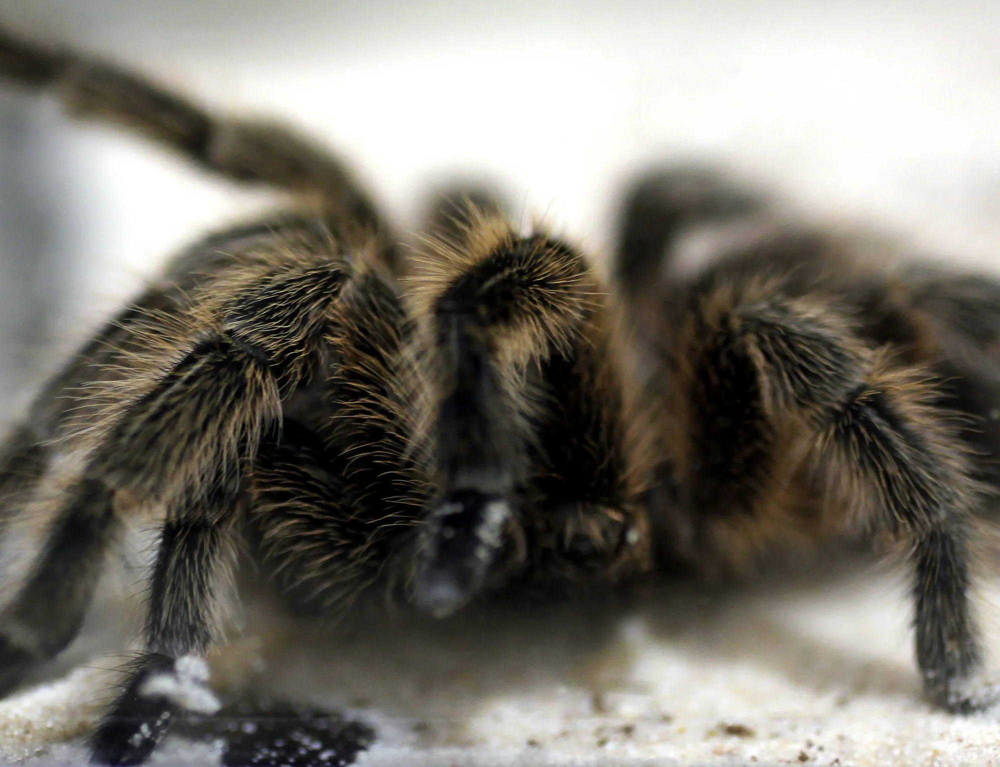 22123 educational tarantula poster