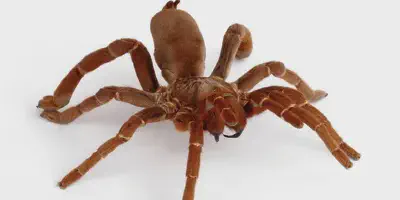 /img/22128-king-tarantula-pre-roll-maine-7.webp