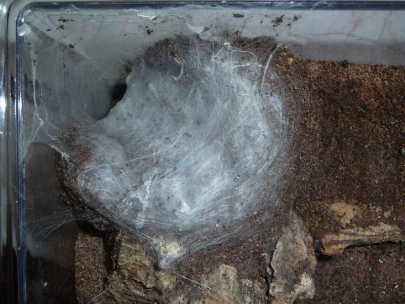 22129 tarantula enclosure