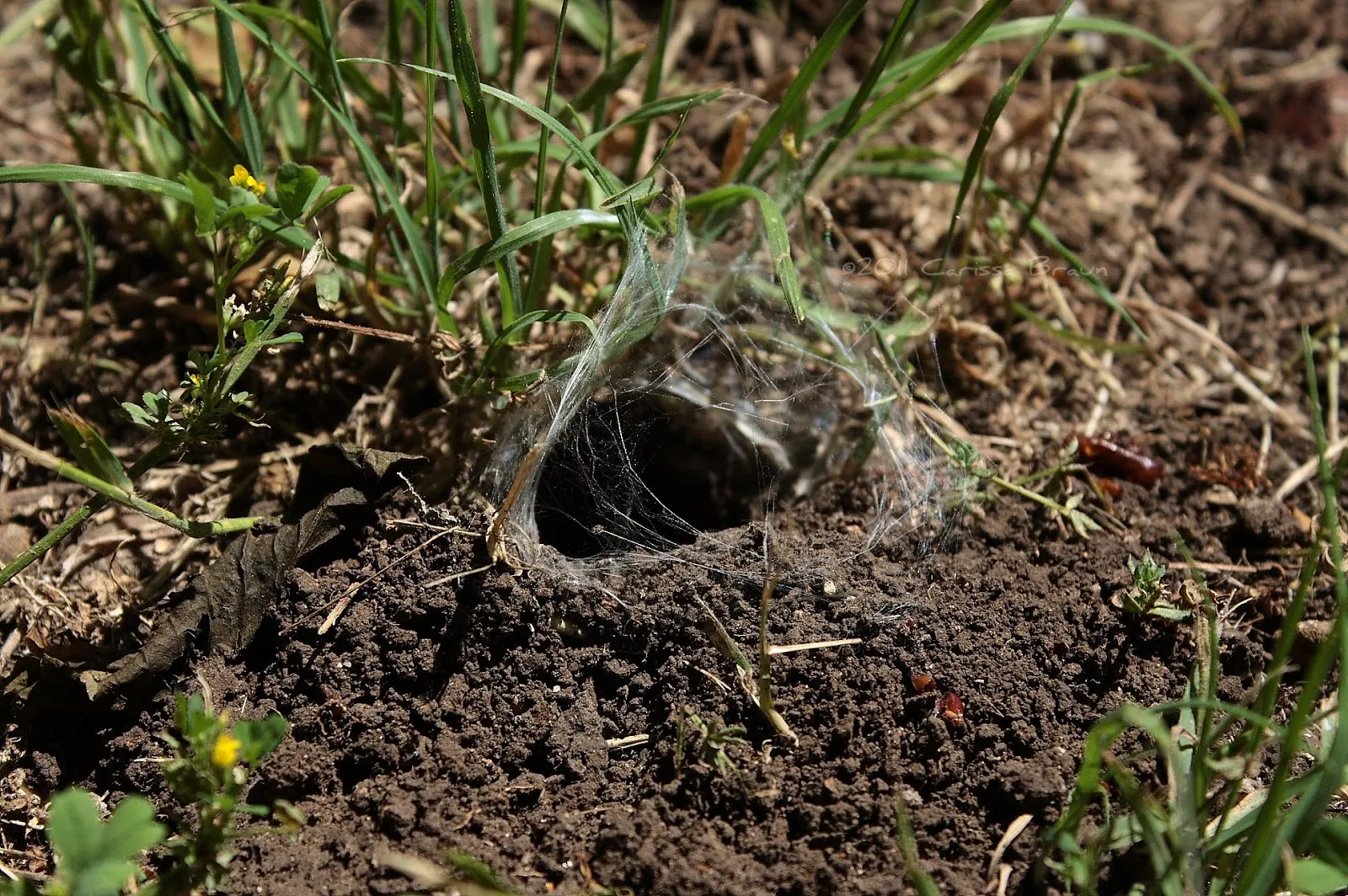 22129 tarantula feeding