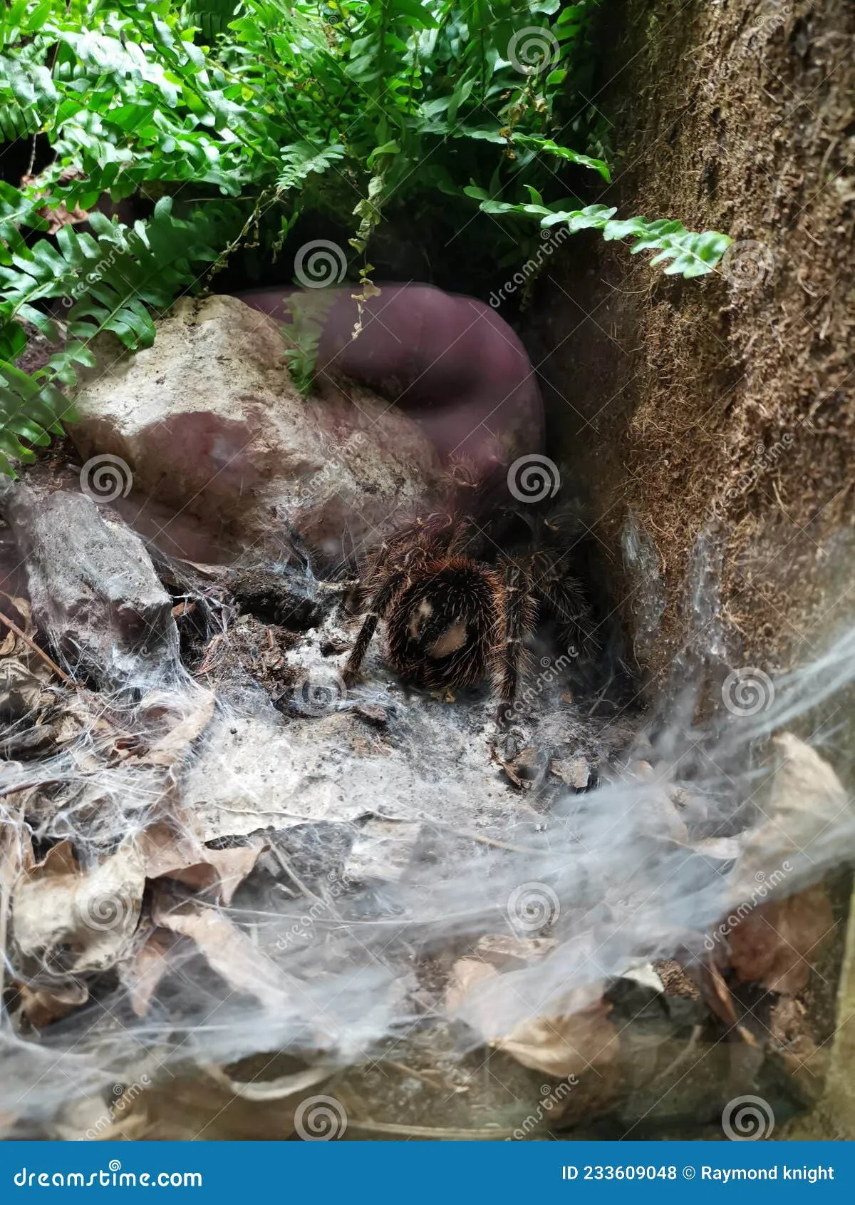 22129 tarantula molting