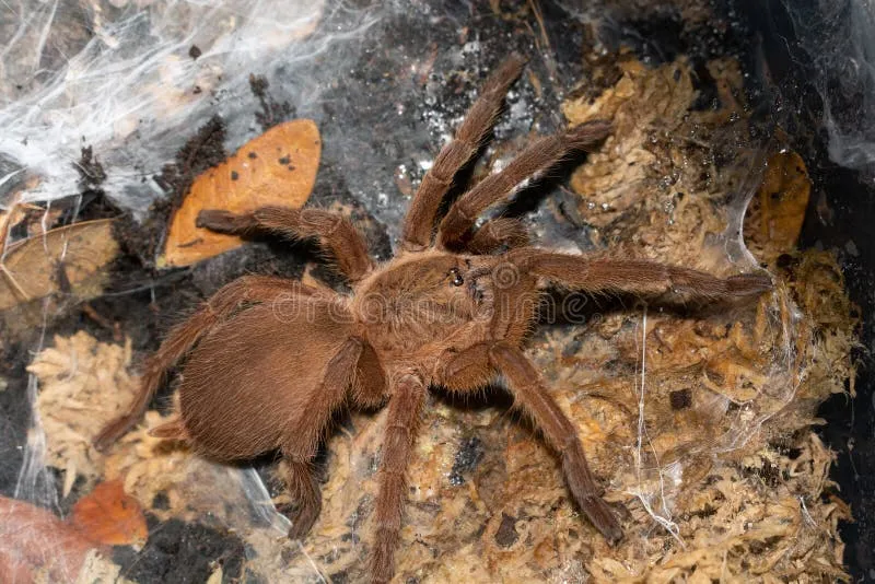 /img/22129-tarantula-species.webp