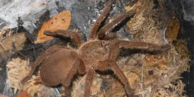 /img/22129-tarantula-species.webp