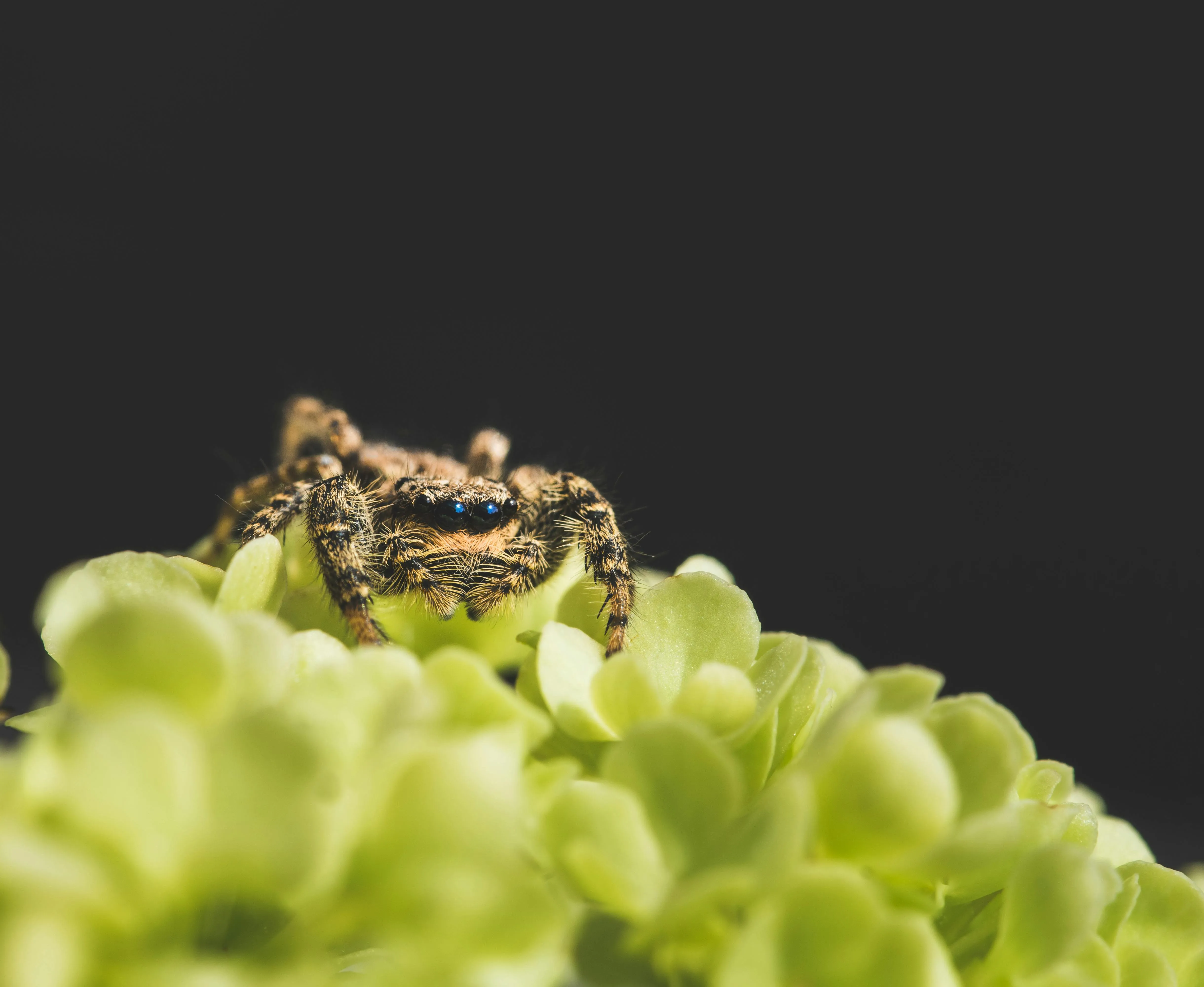 /img/22132-tarantula-testing-tool-results.webp