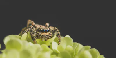 /img/22132-tarantula-testing-tool-results.webp