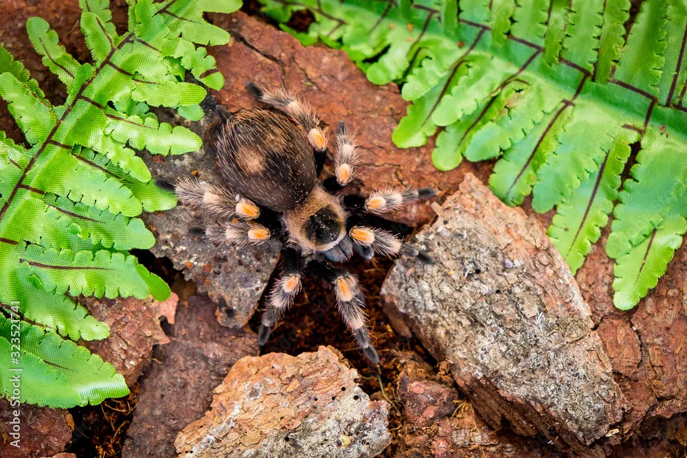 22134 hairy tarantula central america