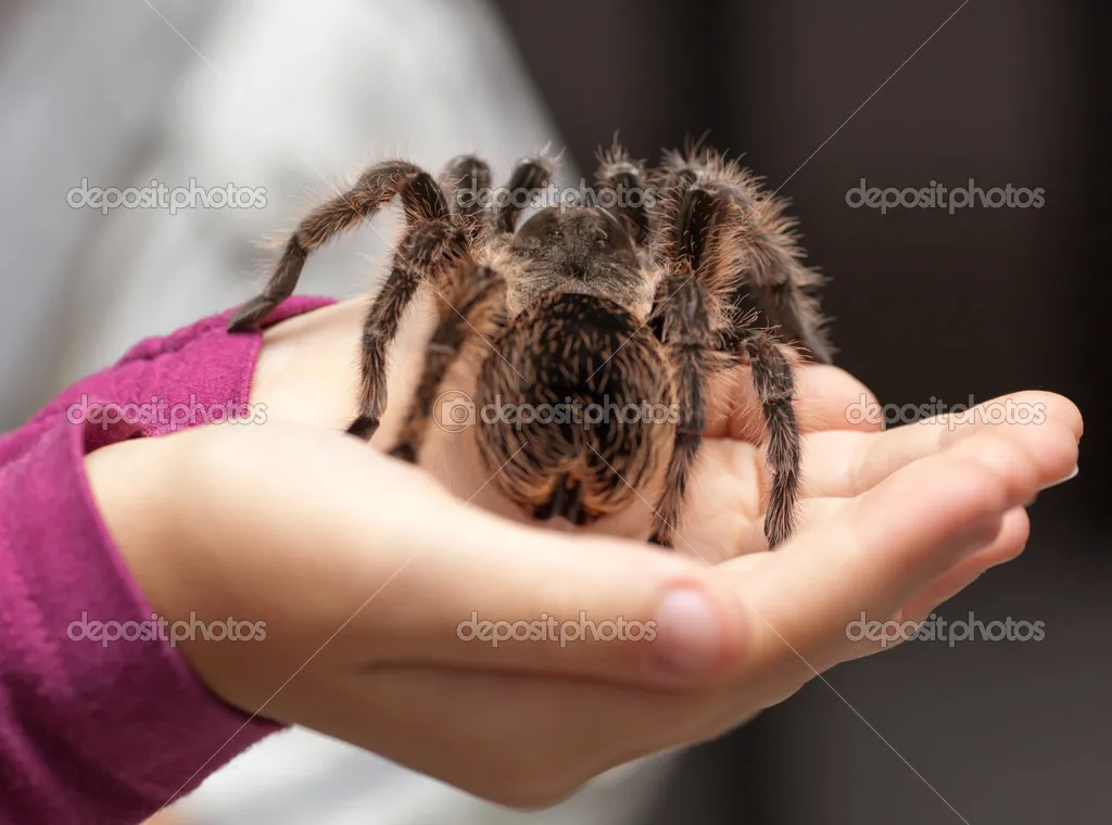 22134 hairy tarantula mexico