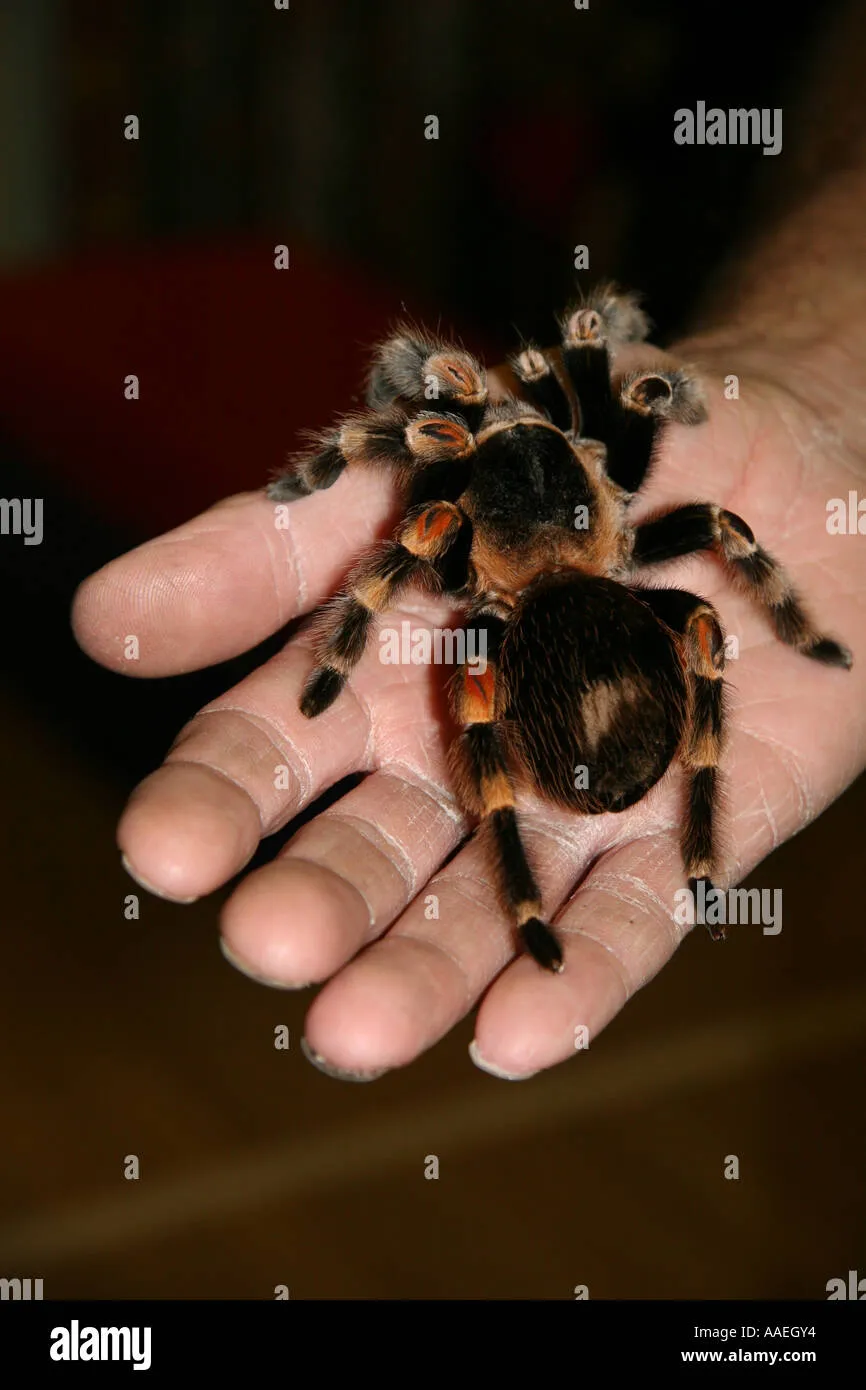22134 hairy tarantula southeast