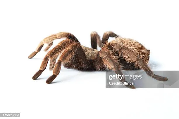 /img/22134-observe-hairy-tarantula.webp