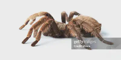 /img/22134-observe-hairy-tarantula.webp
