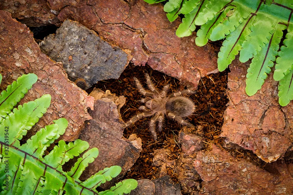 22134 tarantula seasonal behavior