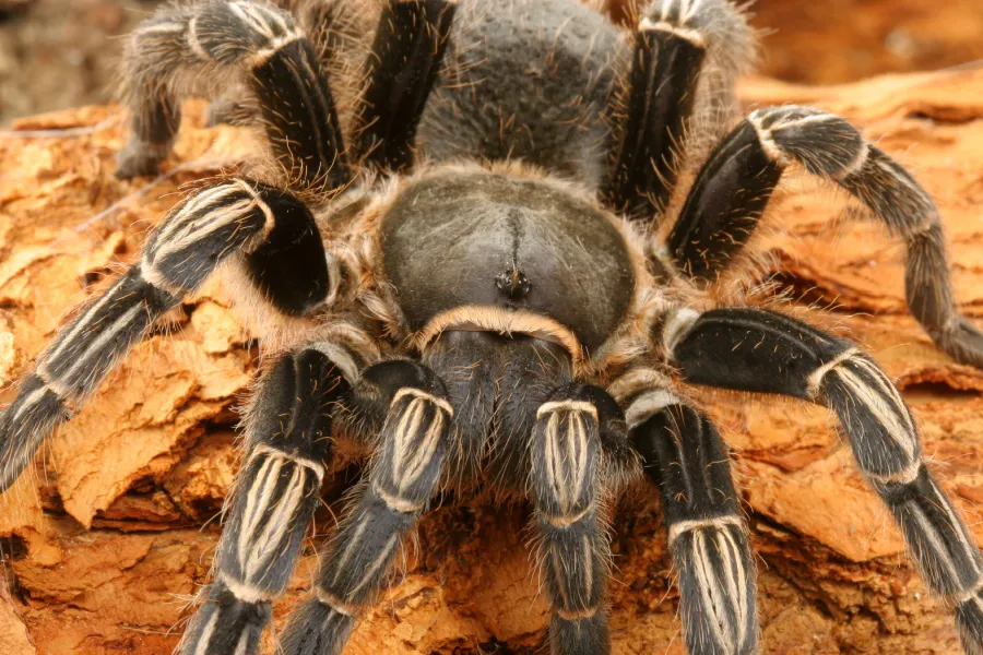/img/22137-zebra-tarantula-allergy-information.webp