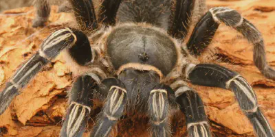 /img/22137-zebra-tarantula-allergy-information.webp