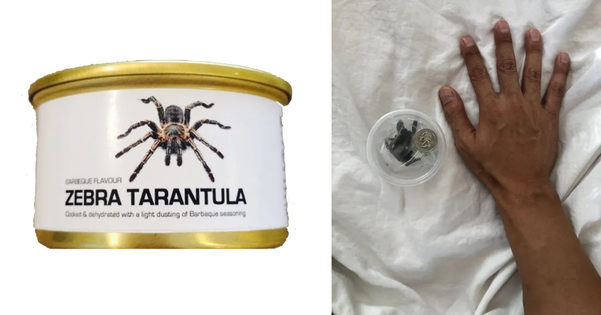 22137 zebra tarantula farming
