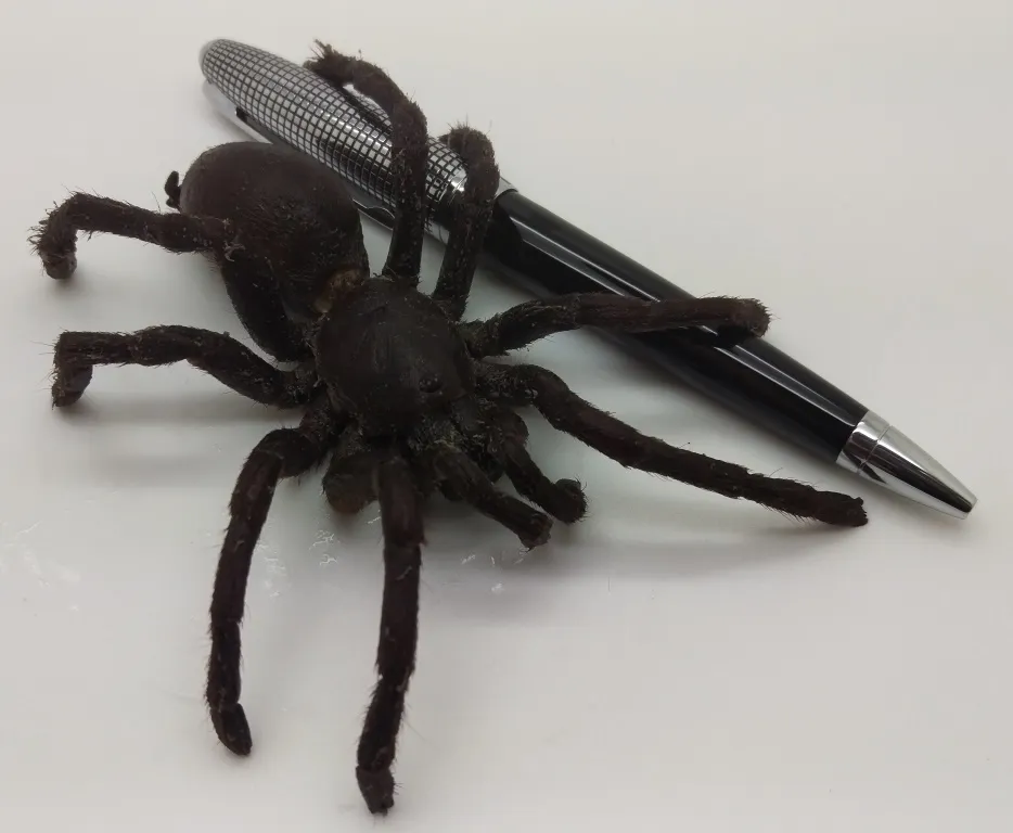 22137 zebra tarantula taste