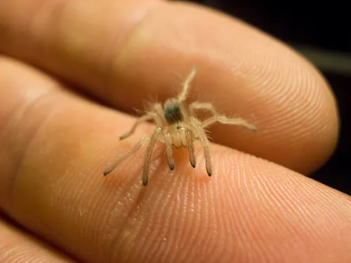 22139 baby tarantula molting