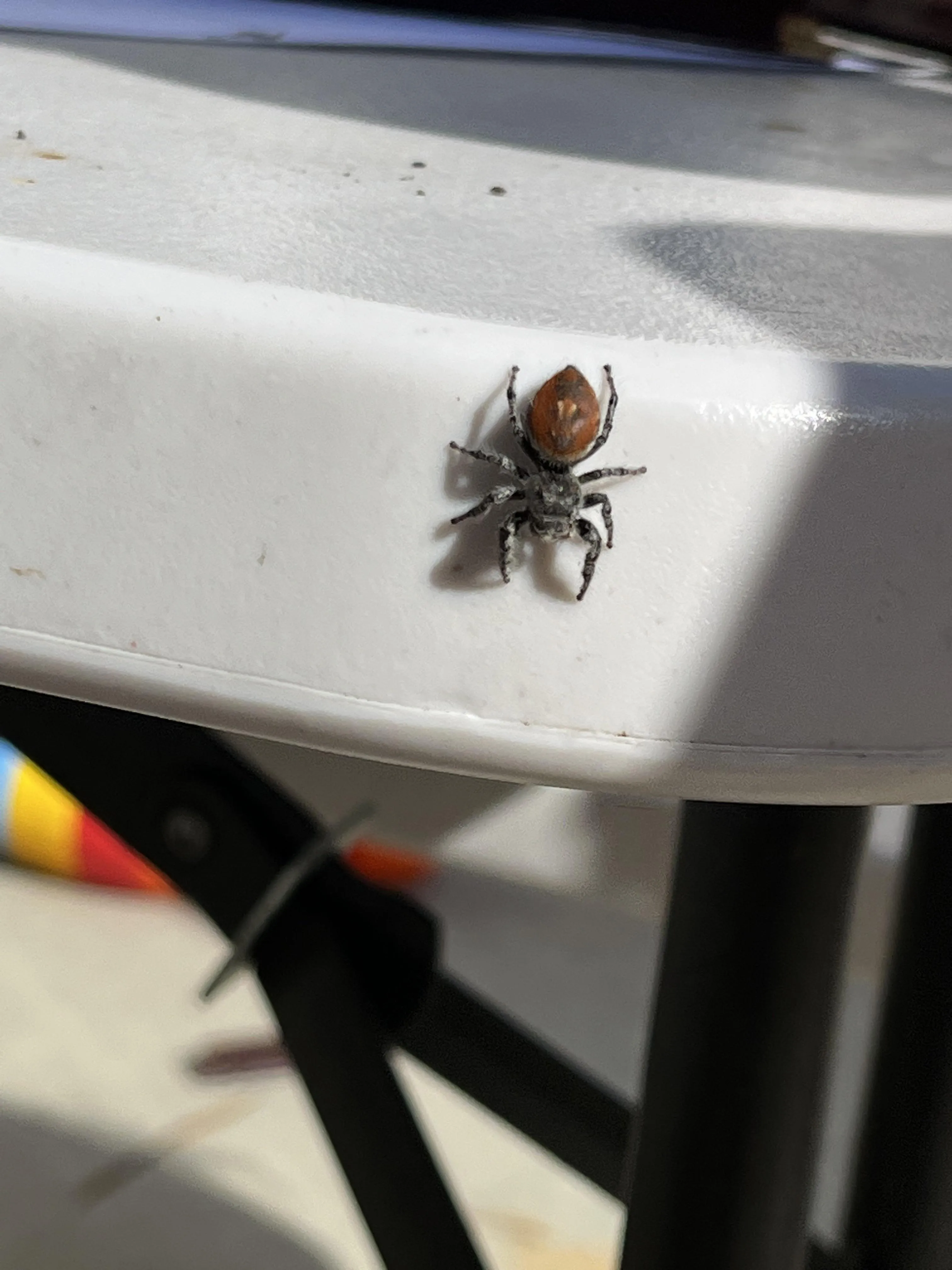 /img/22139-tarantula-habitat.webp
