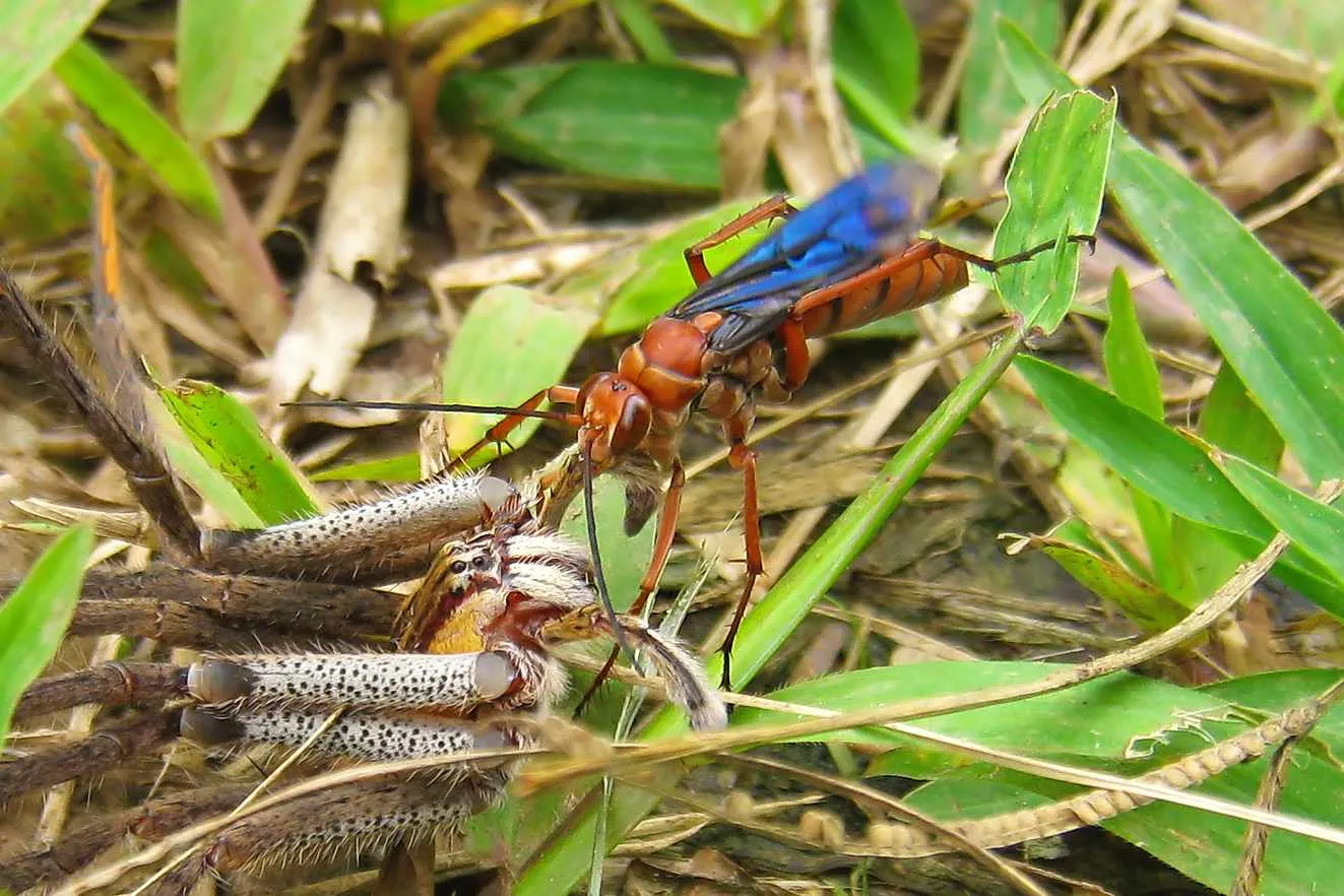 22141 insecticide application