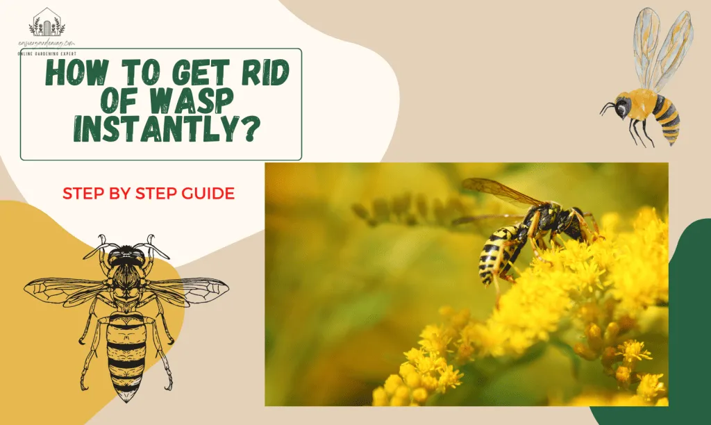 /img/22141-tarantula-wasp-first-aid.webp