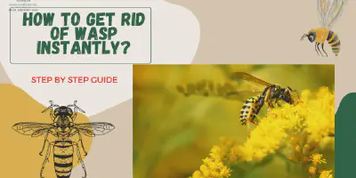 /img/22141-tarantula-wasp-first-aid.webp