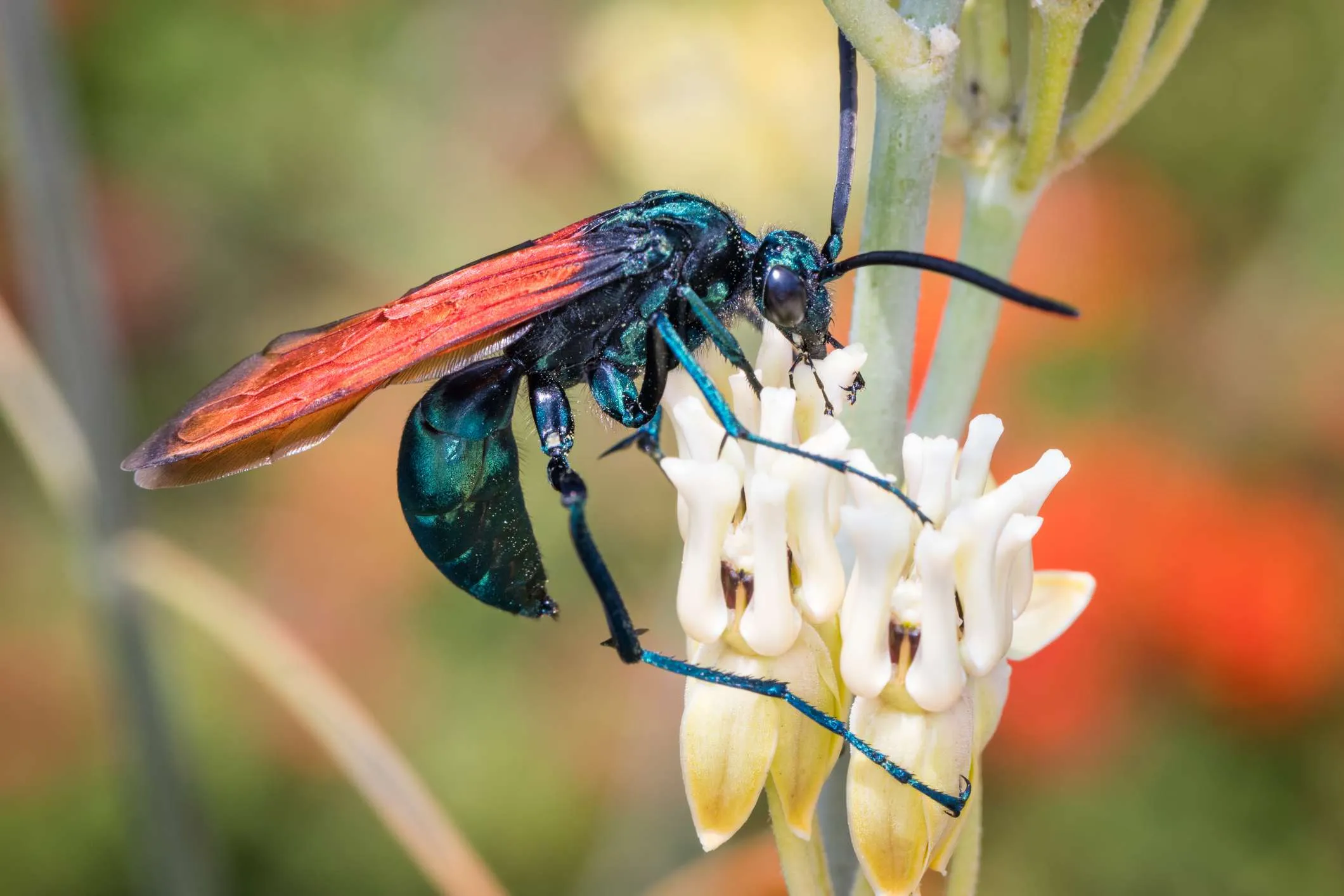 22141 tarantula wasp sting