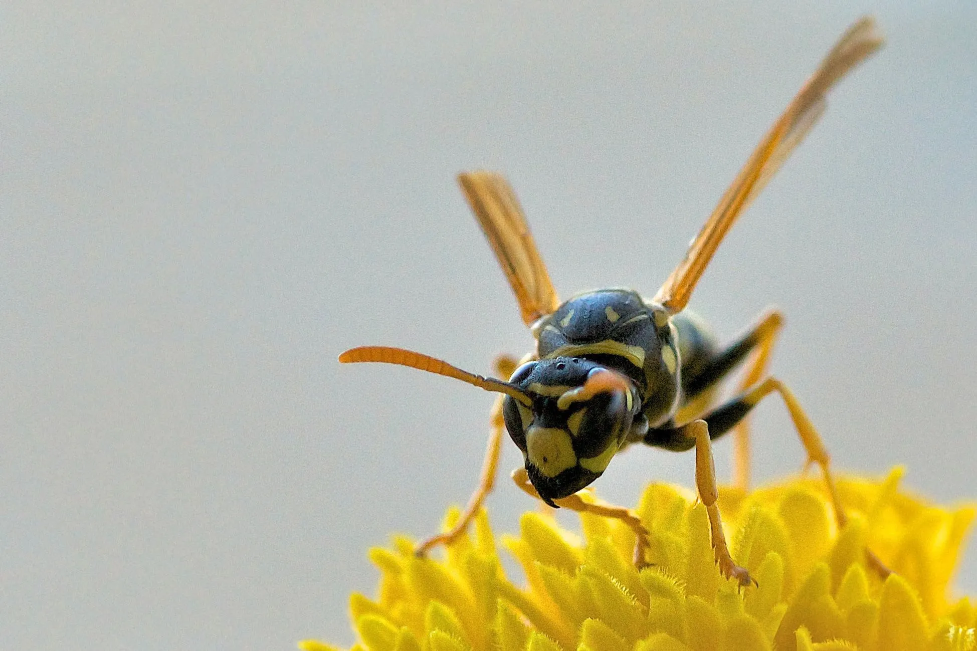 22141 wasp traps