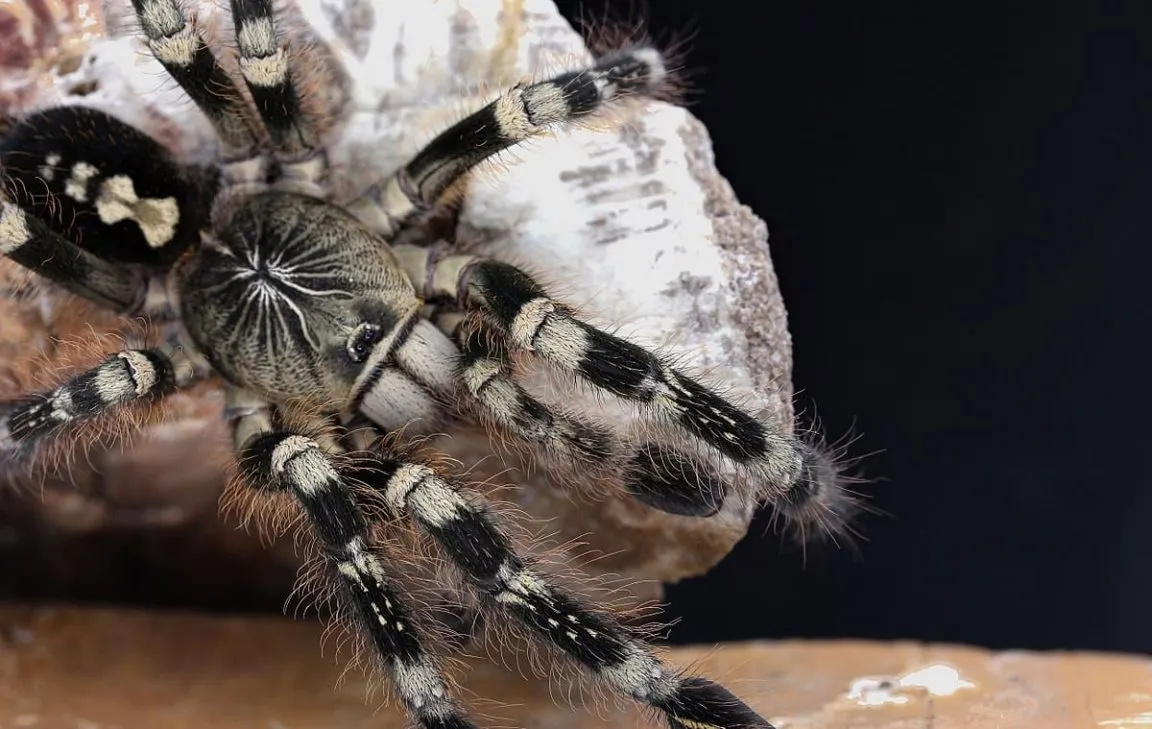 22142 chaco golden knee tarantula