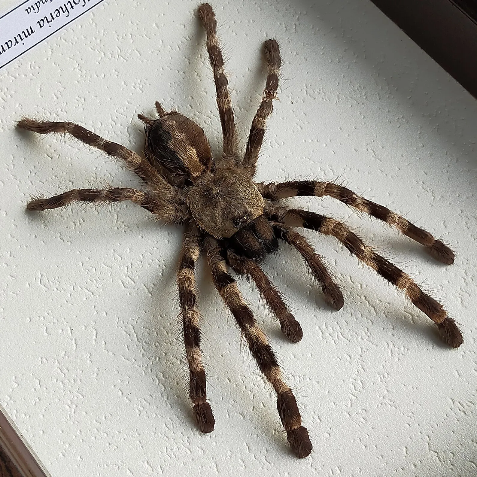 /img/22142-tarantula-conservation.webp