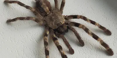 /img/22142-tarantula-conservation.webp