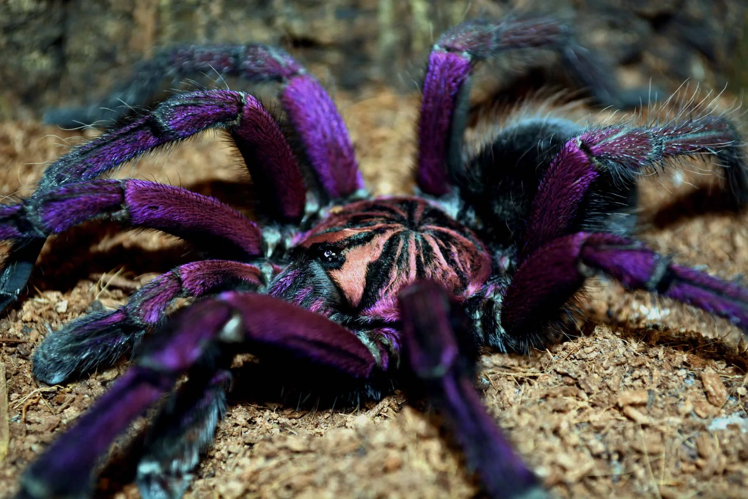 22142 tarantula habitat