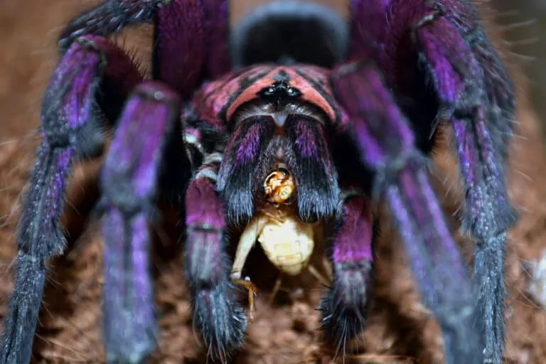 22142 vietnamese blue tarantula