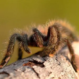 22143 pinktoe tarantula enclosure