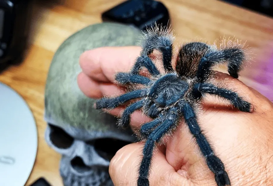 22143 pinktoe tarantula feeding