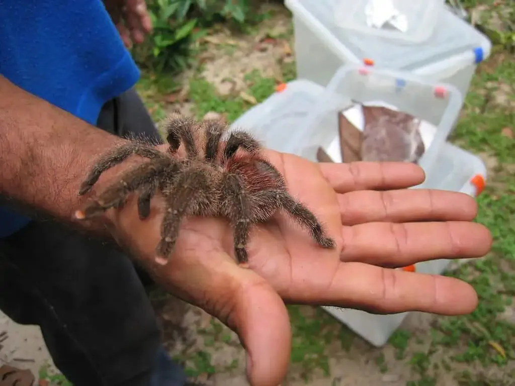 /img/22143-pinktoe-tarantula-handling.webp