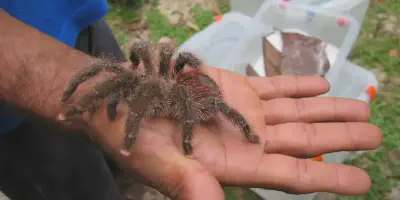 /img/22143-pinktoe-tarantula-handling.webp