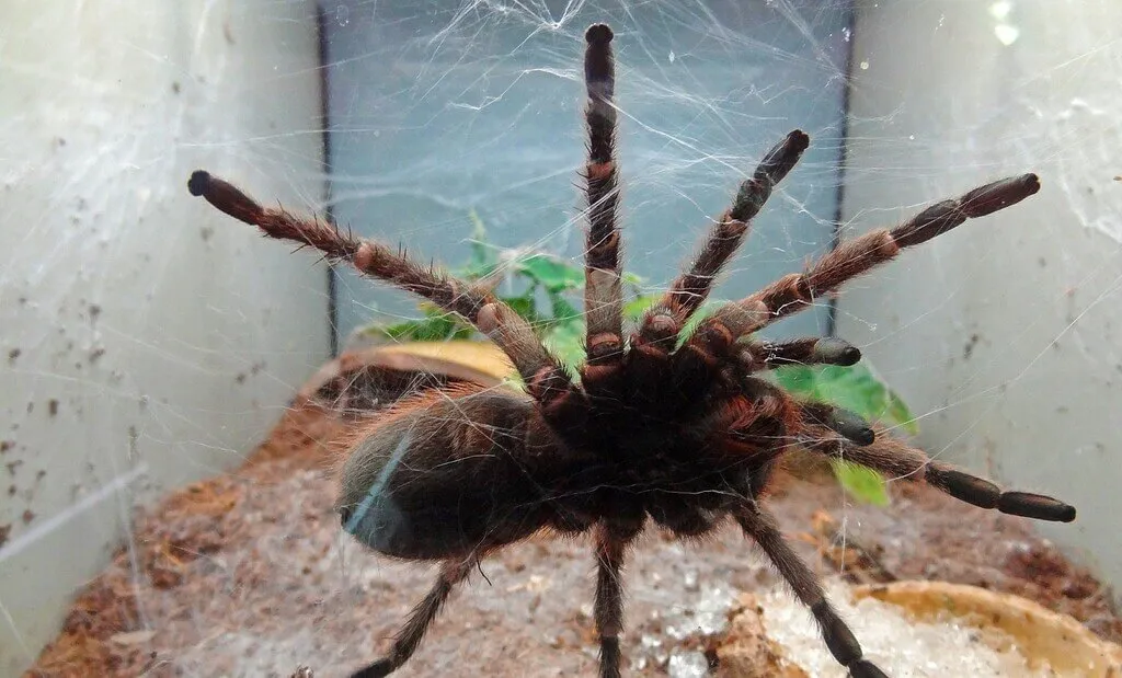 22143 tarantula health issues
