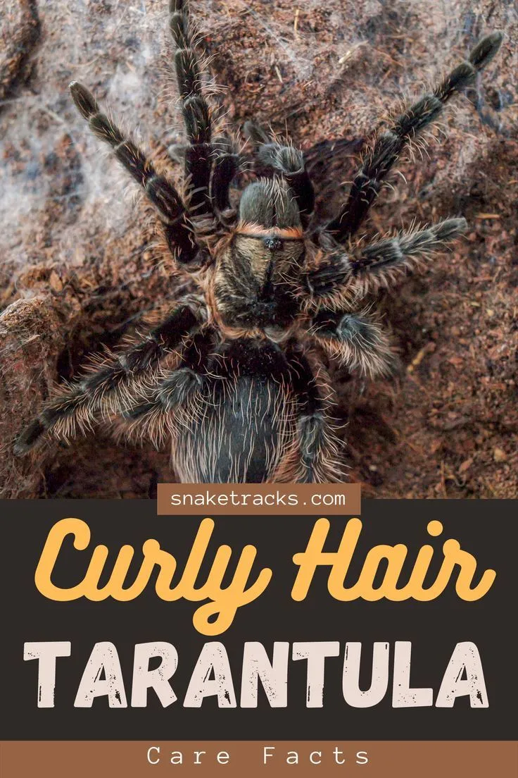 22147 curly hair tarantula feeding