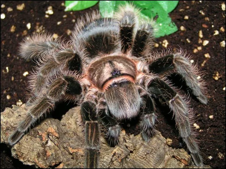 /img/22147-curly-hair-tarantula-health.webp